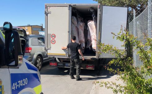 En personbil kom till platsen för att ta över en del av djurkropparna. Foto: Björn Thunblad