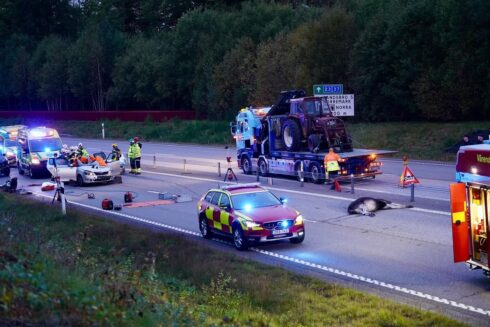 Foto: Från Älgskadefondsföreningens pressmeddelande