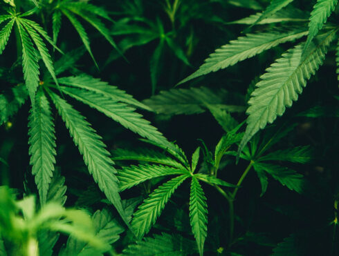 Cannabisplanta. Foto: Matthew Brodeur/Unsplash.