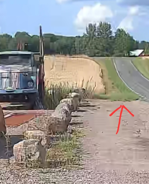 Marcus och Camilla pekar på att gräset är kortklippt fram till gruset trots att deras fordon stod parkerat när. Foto: Privat.